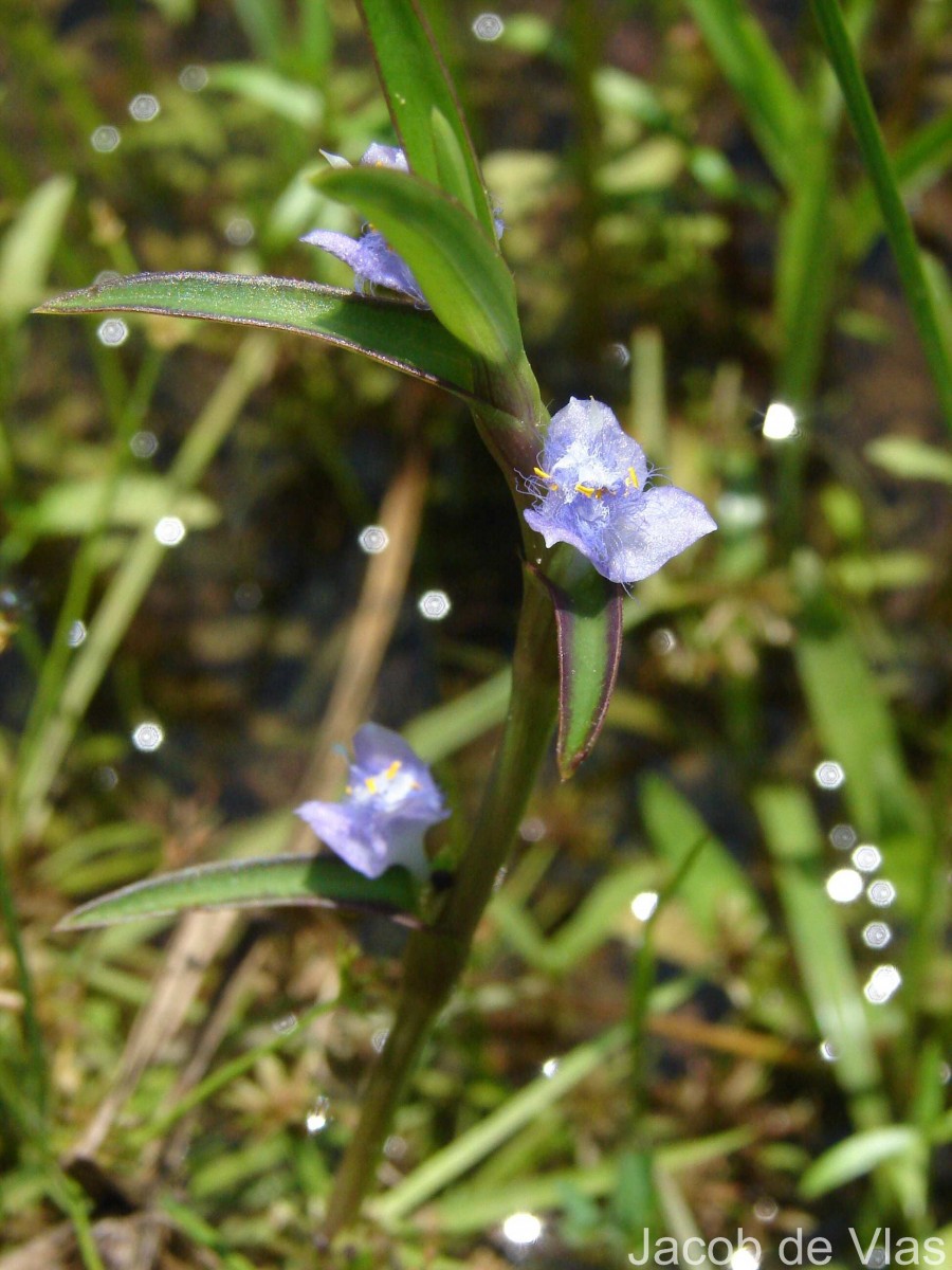 Cyanotis axillaris (L.) D.Don ex Sweet